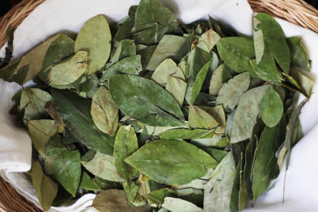 coca-leaves-peru