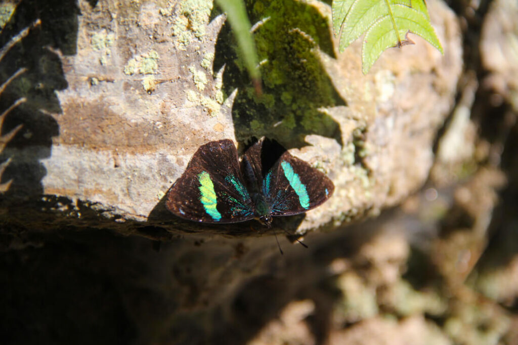 butterfly-peru-amazon