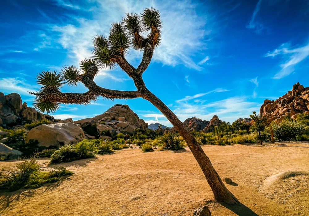 joshua tree tree